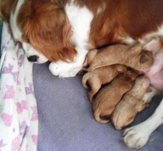 Yorkshire Terrier x Toy Poodle puppies.  Boys, Black, $550.00. each.