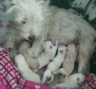 Yorkshire Terrier x Toy Poodle puppies.  $2,550.00. 