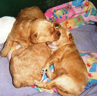 Cavoodle Red, puppies. 1 Girl 1 Boy left.