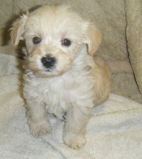 Yorkshire Terrier x Toy Poodle puppies.   Red Female, 550.00.