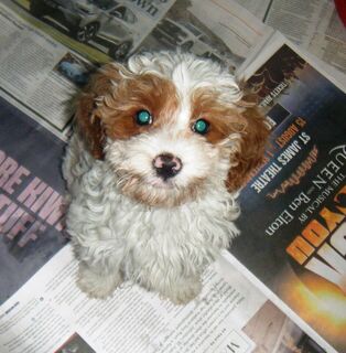 Yorkshire Terrier x Toy Poodle puppies. Non Shedding