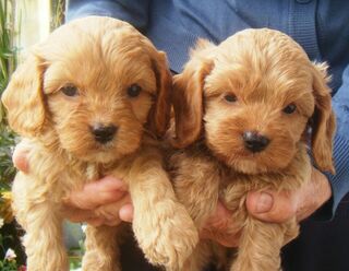 2nd Gen.,Cavoodle Puppies. Boys and Girls. $1,550.00. each.