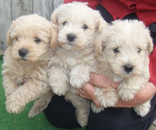 Puppy Litters Ready Soon, also Litters Expected - Pampered ...