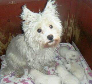 West Highland White Puppies   $3350.00