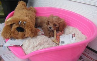 Siesta Deluxe size 4 Puppy Bed $30.00.