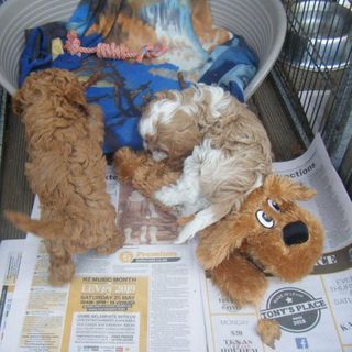Muff Pup.$22.00.ea. Mallard Duck $18.00.ea.,