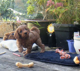 cavoodle puppies.