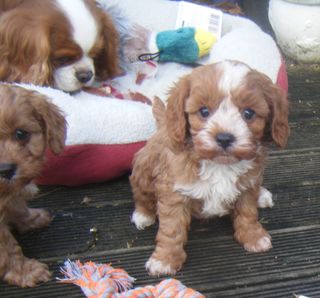 Cavoodle 1st Generation Puppies. 