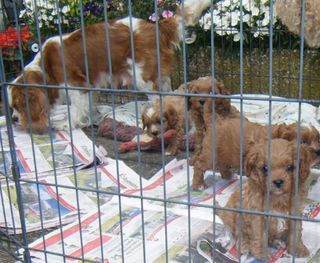 Mum & 1st Generation Babies. Sold