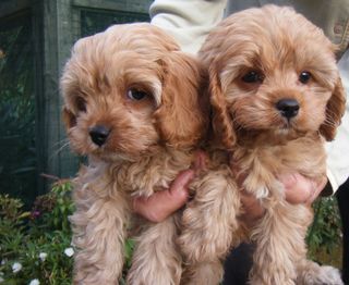 Cavoodle 1st Generation Puppies. 