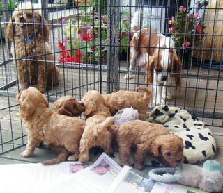 Cavoodle 1st Generation Puppies. 