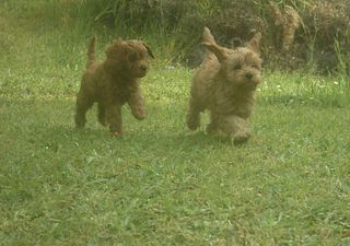Cavoodles at Play.