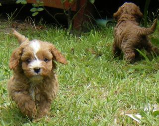 Cavoodle 1st Generation Puppies. 