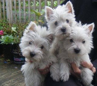 Westhighland White Terrier Puppies.