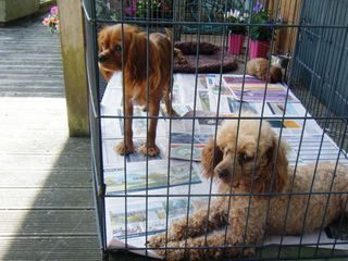 1st Generation Cavoodle Puppies 