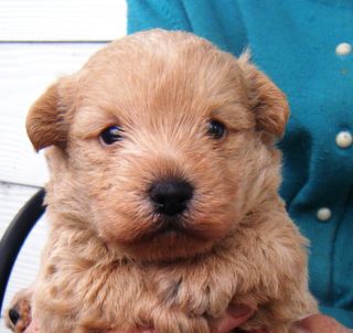 Westie Poodle 1st Generation, Puppies.