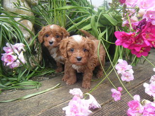 1st Generation Cavoodle Puppies 