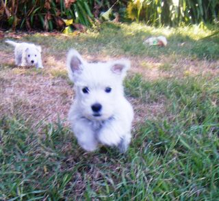West Highland White Puppies 
