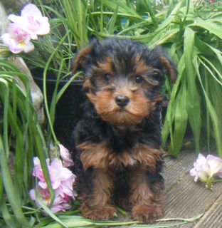 Yorkshire Terrier X Toy Poodle 