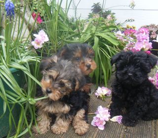 Yorkshire Terrier X Toy Poodle 