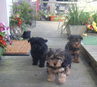 Yorkshire Terrier x Toy Poodle puppies.Ready Now. $800.00each.
