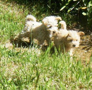 Westie Poo Puppies 