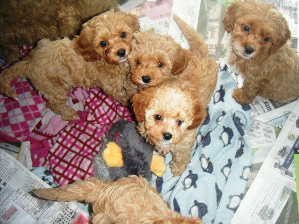 Cavoodle 2nd Gen; Puppy. $1550.00. Girl.  SOLD  New Litter Expected 1/12.22.
