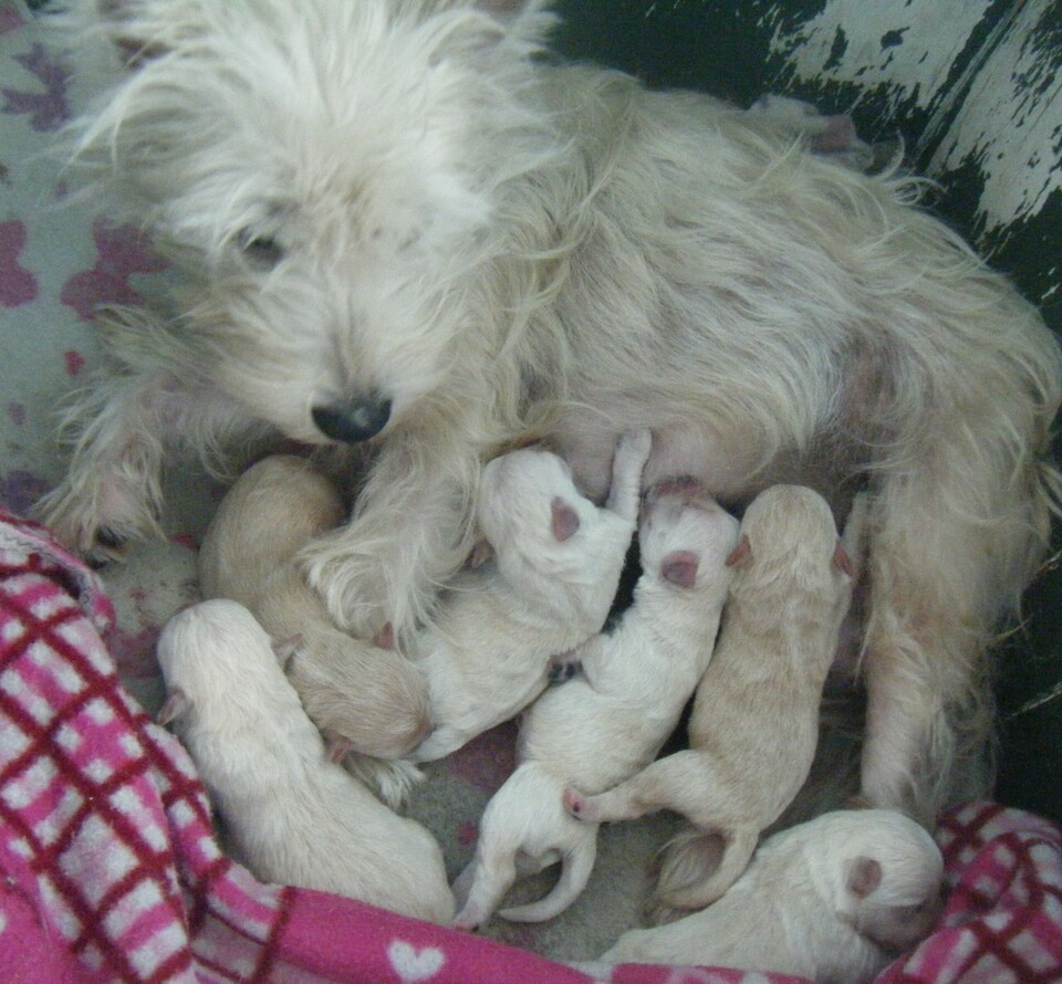 Yorkshire Terrier x Toy Poodle puppies.  Boys, Black, $550.00. each.