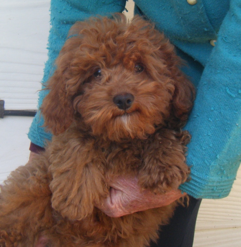 Cavoodle 2nd Generation Puppies. $2,000.00