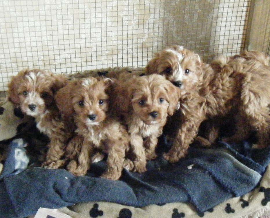 Cavoodle 1st Generation Puppies.2 Girls 1 Boy. $2,500.00