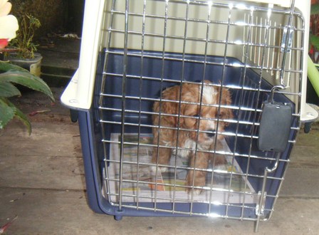 Travel Cage.  $55.00. Offered to my Puppy Buyers.