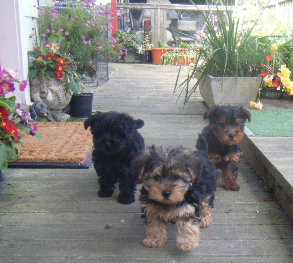 Yorkshire Terrier x Toy Poodle puppies.